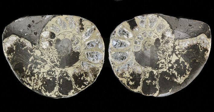 Pyritized Ammonite Fossil Pair #48075